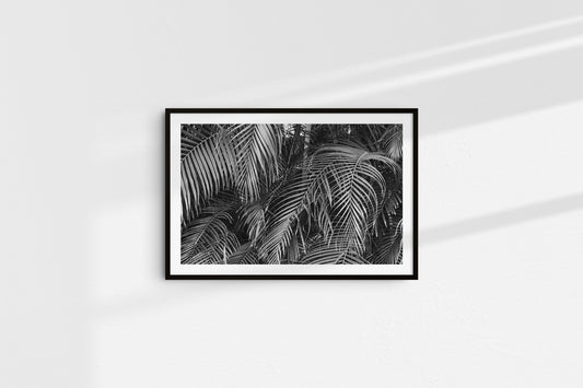 Monochromatic Palms (Landscape)