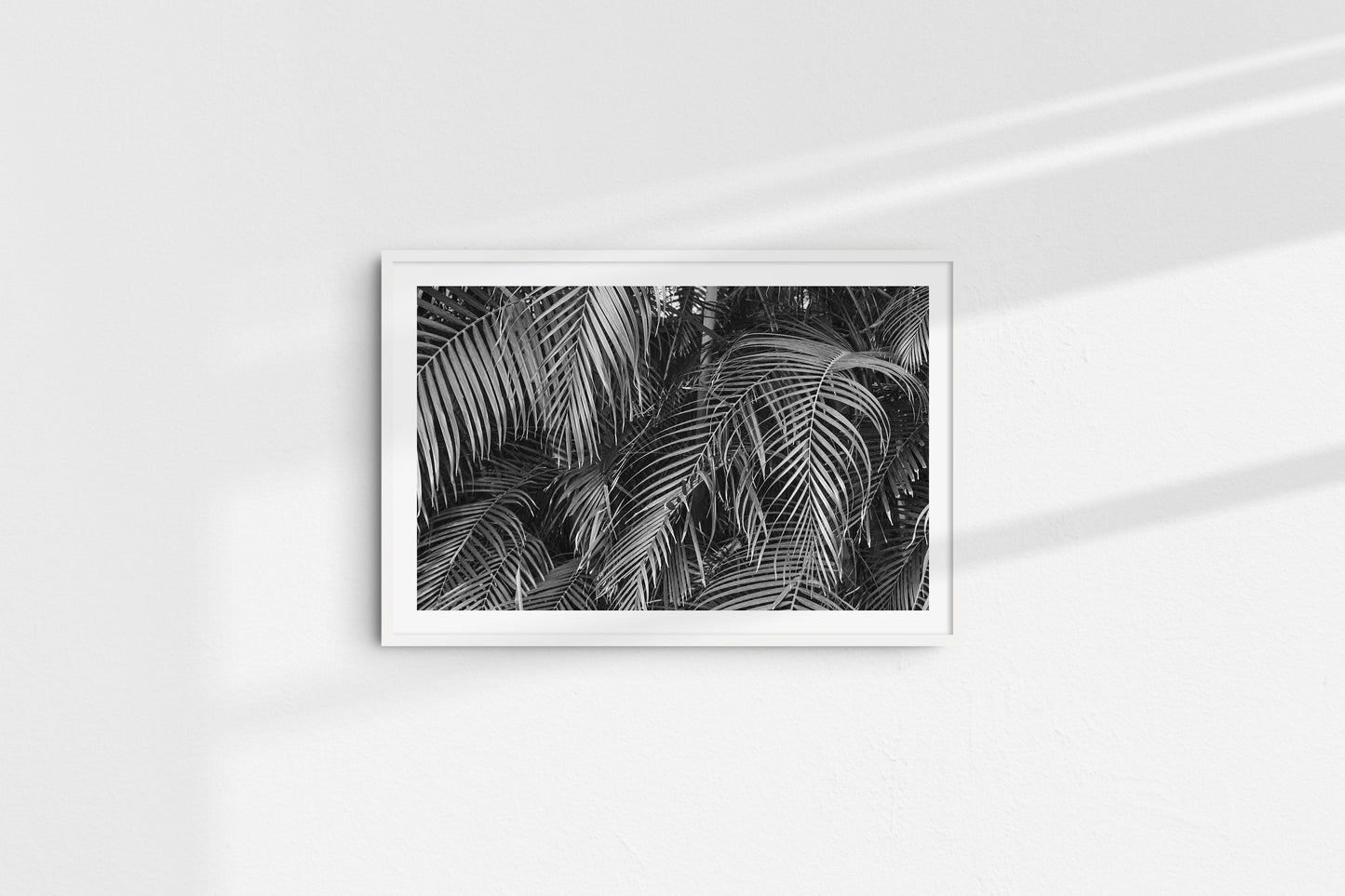 Monochromatic Palms (Landscape)