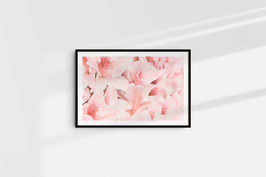 Soft Petals (Landscape)