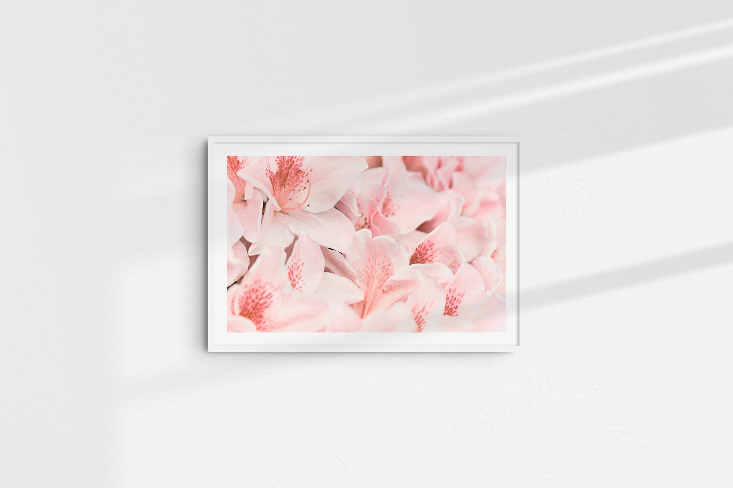 Soft Petals (Landscape)