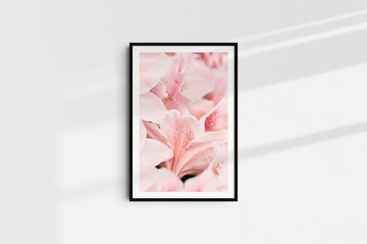 Soft Petals (Portrait)