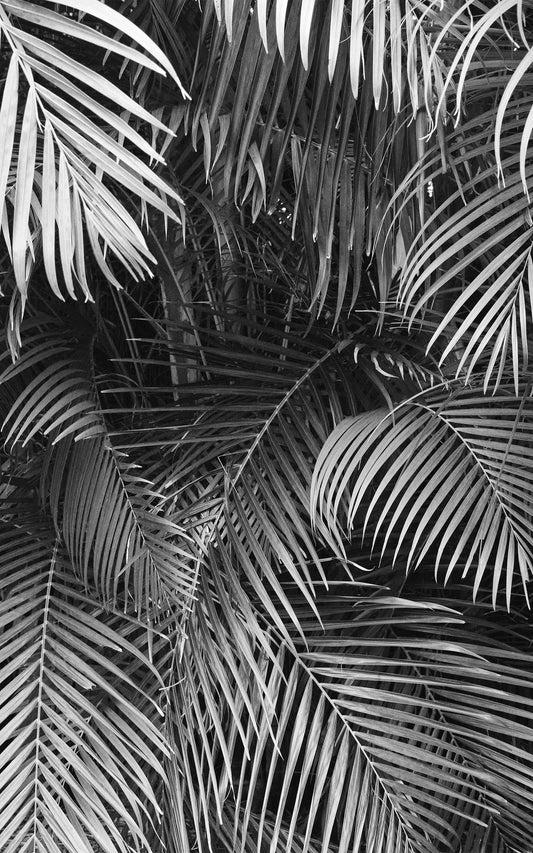 Monochromatic Palms (Portrait) - Part 1