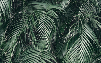Evergreen Palms (Landscape)
