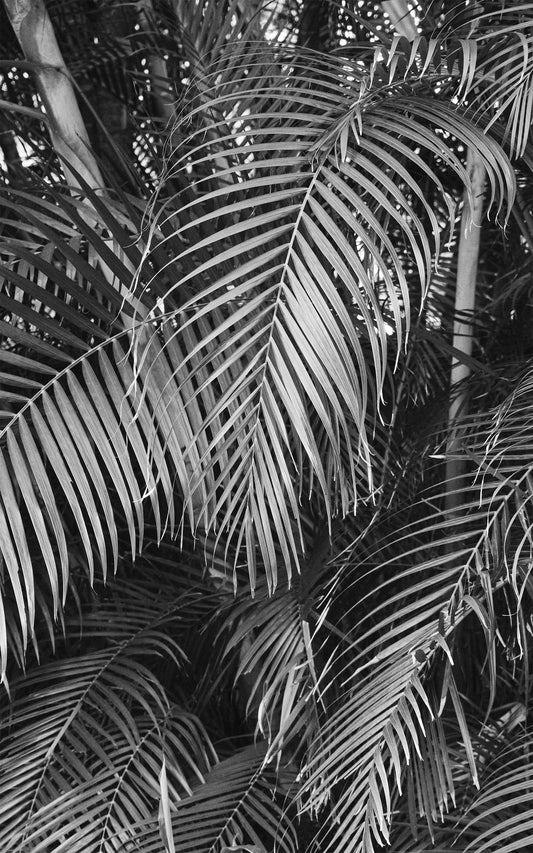 Monochromatic Palms (Portrait) - Part 2