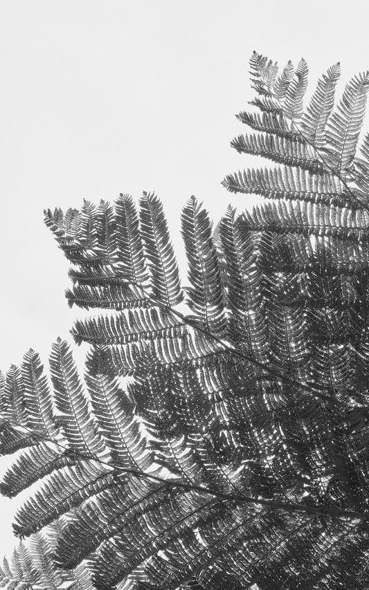 Nature's Lace